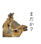 ミミズクの返答（個別スタンプ：31）