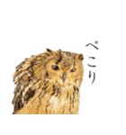 ミミズクの返答（個別スタンプ：37）