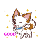 Shiro : A Canny Chihuahua（個別スタンプ：1）