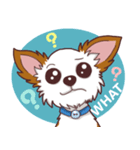 Shiro : A Canny Chihuahua（個別スタンプ：3）