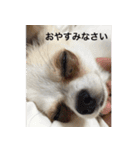 ちょもここ（個別スタンプ：1）