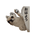 ちょもここ（個別スタンプ：17）