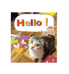 三毛猫MOMOちゃん3 英語ver.（個別スタンプ：5）