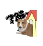 犬とデカ文字（個別スタンプ：1）