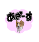 犬とデカ文字（個別スタンプ：2）