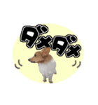 犬とデカ文字（個別スタンプ：4）