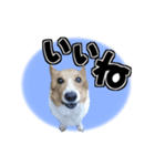 犬とデカ文字（個別スタンプ：6）