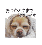 チワワのまるこまさんたち＜実写版＞（個別スタンプ：5）