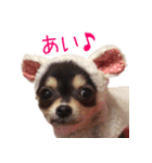 チワワのまるこまさんたち＜実写版＞（個別スタンプ：8）