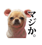 チワワのまるこまさんたち＜実写版＞（個別スタンプ：11）