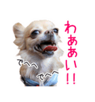 チワワのまるこまさんたち＜実写版＞（個別スタンプ：13）