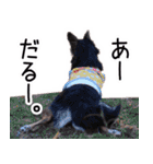 チワワのまるこまさんたち＜実写版＞（個別スタンプ：19）