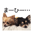 チワワのまるこまさんたち＜実写版＞（個別スタンプ：20）