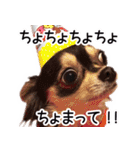 チワワのまるこまさんたち＜実写版＞（個別スタンプ：21）