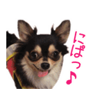 チワワのまるこまさんたち＜実写版＞（個別スタンプ：22）