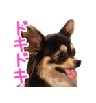 チワワのまるこまさんたち＜実写版＞（個別スタンプ：23）