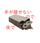 かわいい猫の日常 翔くん編（個別スタンプ：24）