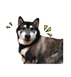 Black Shiba Inu huihui（個別スタンプ：1）