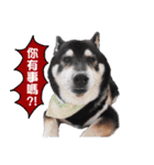 Black Shiba Inu huihui（個別スタンプ：6）