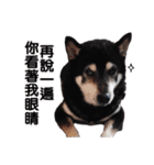 Black Shiba Inu huihui（個別スタンプ：21）