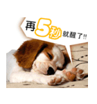 Da DOG Life（個別スタンプ：1）