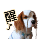 Da DOG Life（個別スタンプ：4）