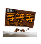 Da DOG Life（個別スタンプ：7）