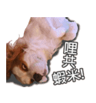 Da DOG Life（個別スタンプ：8）