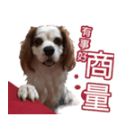 Da DOG Life（個別スタンプ：10）