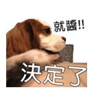 Da DOG Life（個別スタンプ：14）