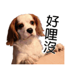 Da DOG Life（個別スタンプ：15）