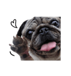 Pug-Make money (Animated Stickers)（個別スタンプ：1）