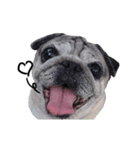 Pug-Make money (Animated Stickers)（個別スタンプ：2）