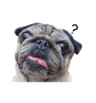 Pug-Make money (Animated Stickers)（個別スタンプ：5）