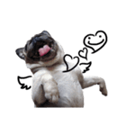 Pug-Make money (Animated Stickers)（個別スタンプ：8）