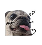 Pug-Make money (Animated Stickers)（個別スタンプ：9）