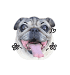 Pug-Make money (Animated Stickers)（個別スタンプ：10）