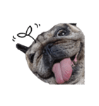 Pug-Make money (Animated Stickers)（個別スタンプ：11）