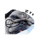 Pug-Make money (Animated Stickers)（個別スタンプ：12）