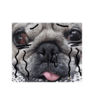 Pug-Make money (Animated Stickers)（個別スタンプ：13）