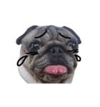 Pug-Make money (Animated Stickers)（個別スタンプ：14）