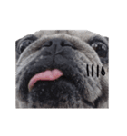 Pug-Make money (Animated Stickers)（個別スタンプ：15）