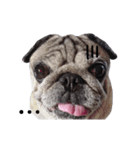 Pug-Make money (Animated Stickers)（個別スタンプ：16）