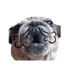 Pug-Make money (Animated Stickers)（個別スタンプ：17）