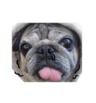 Pug-Make money (Animated Stickers)（個別スタンプ：19）