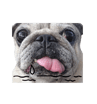 Pug-Make money (Animated Stickers)（個別スタンプ：20）