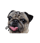 Pug-Make money (Animated Stickers)（個別スタンプ：21）