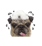 Pug-Make money (Animated Stickers)（個別スタンプ：22）