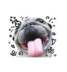 Pug-Make money (Animated Stickers)（個別スタンプ：23）