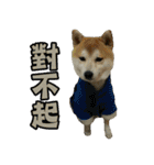 It's my mini ShibaInu.（個別スタンプ：21）